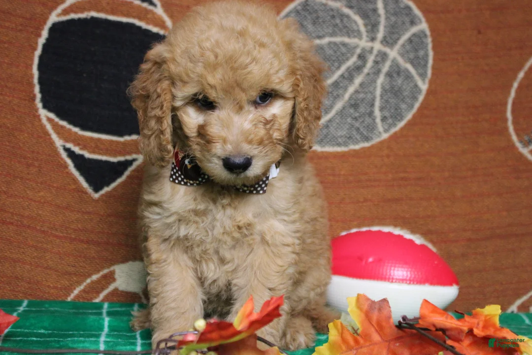 Goldendoodle dogs for sale: Meatball - Ad 2
