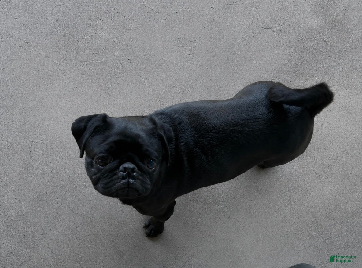 Pug dogs Rosie - Ad 2