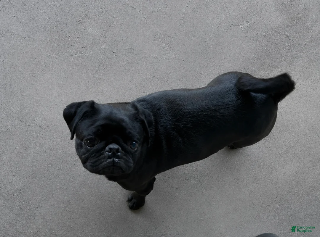 Pug dogs for sale: Petey - Ad 2