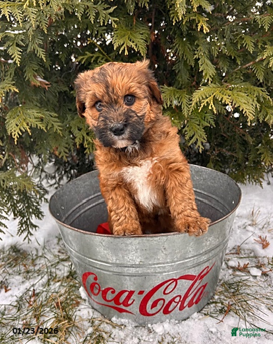 Whoodle dogs for sale: Waverly - Ad 2