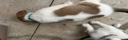 Mixed Breed dogs for sale: Mixed Breed Puppy #9 - Ad 3