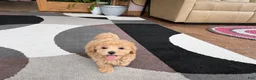 Maltipoo dogs for sale: Suzie  - Ad 11