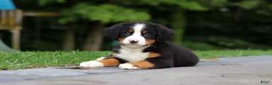 Josie