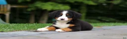 Bernese Mountain Dog dogs for sale: Josie - Ad 1
