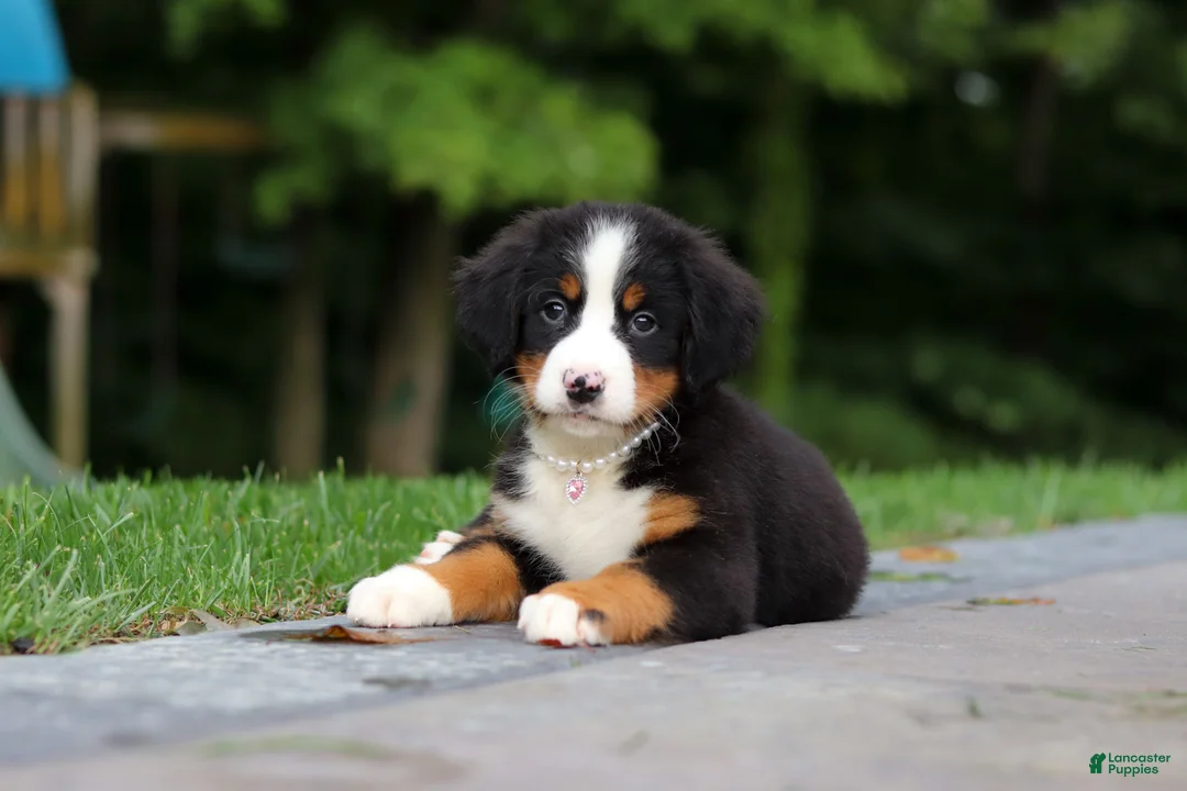 Bernese Mountain Dog dogs for sale: Josie - Ad 1