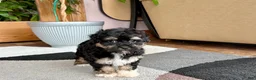 Havapoo dogs for sale: Havapoo boy 1 TriColor - Ad 6