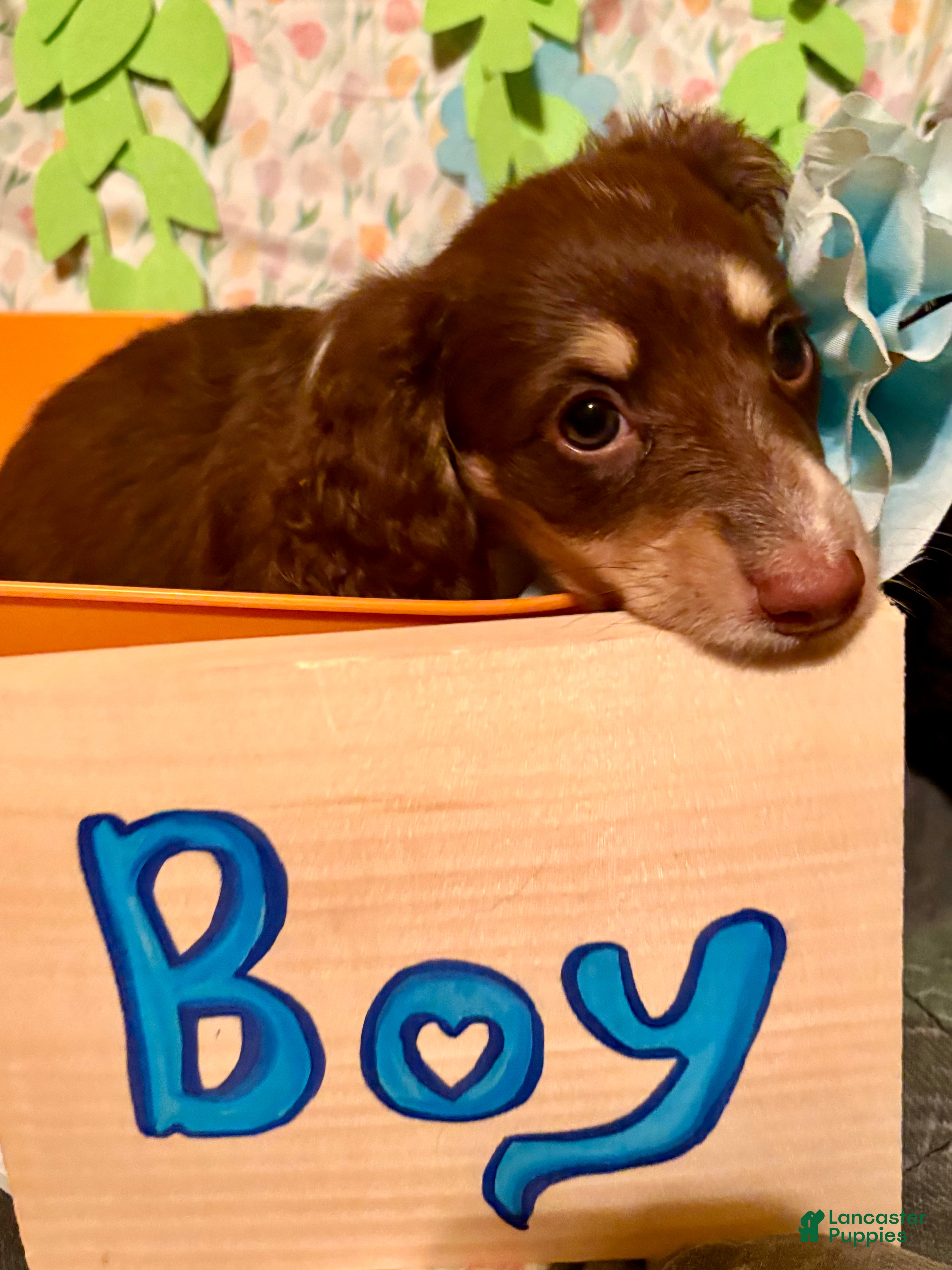 Miniature Dachshund dogs Franc - Ad 1