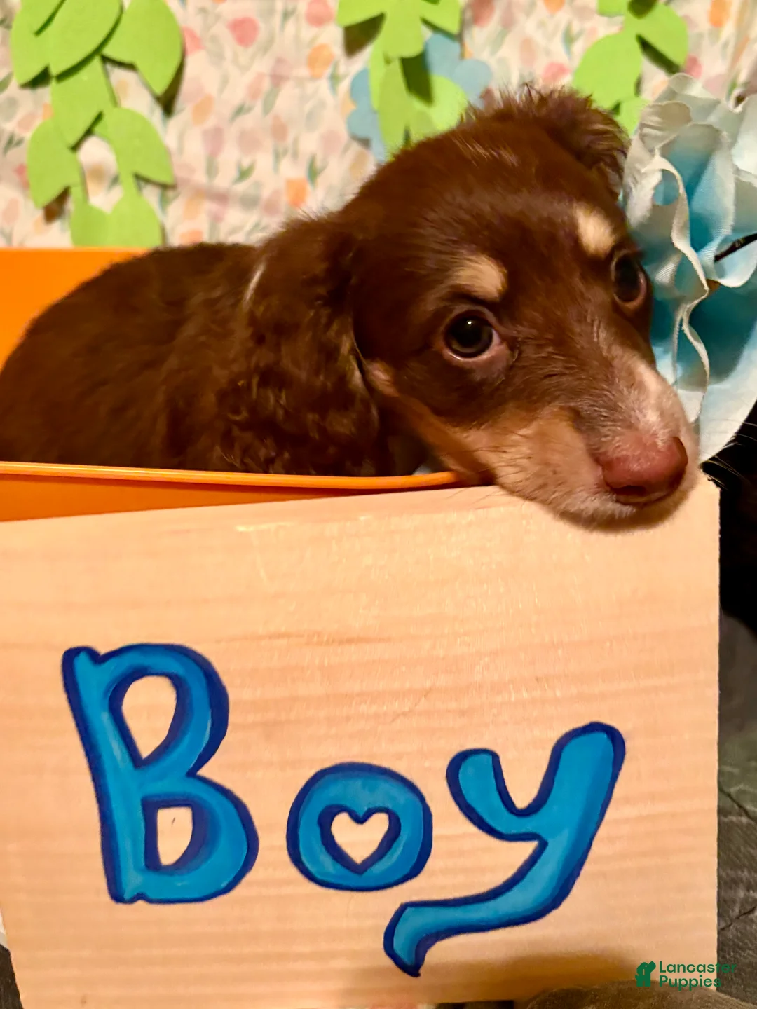 Miniature Dachshund dogs for sale: Franc - Ad 1