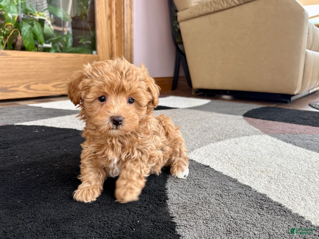 Havapoo dogs for sale: Havapoo Puppy 2 - Ad 2