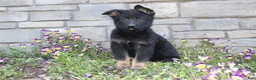 German Shepherd dogs for sale: Diesel  - Ad 2