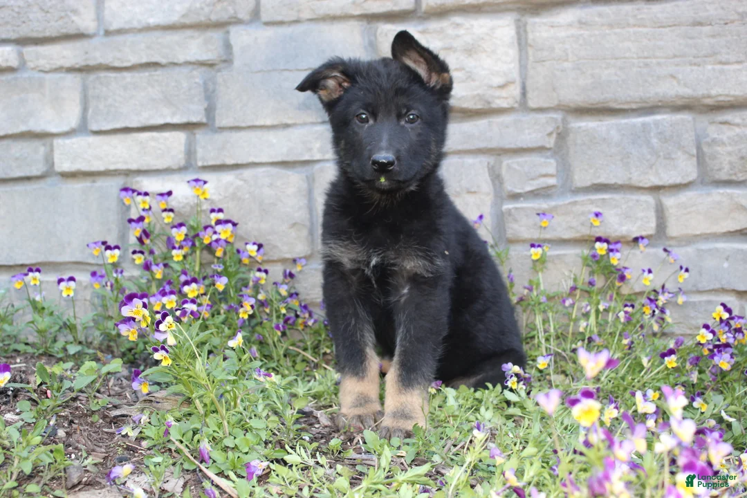 German Shepherd dogs for sale: Diesel  - Ad 2