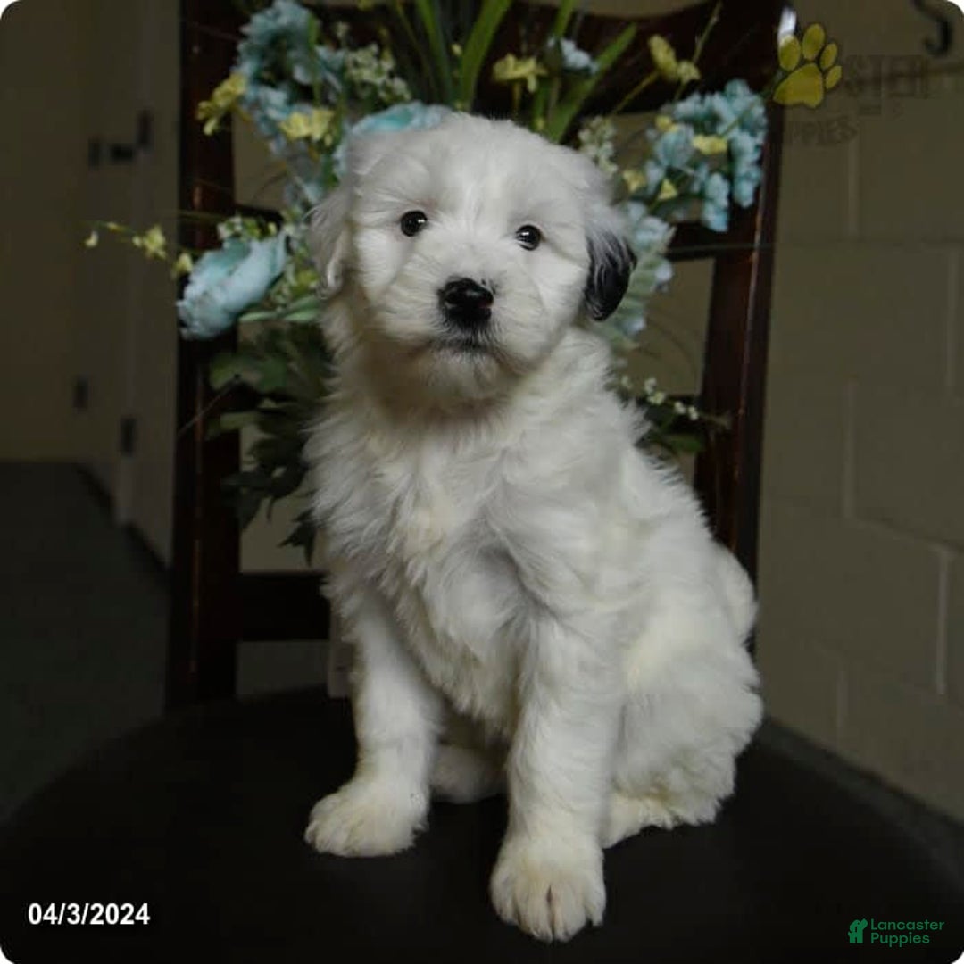 Gallery Image {{count}}