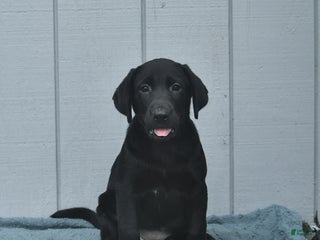 Mixed Breed dogs - Ad 24