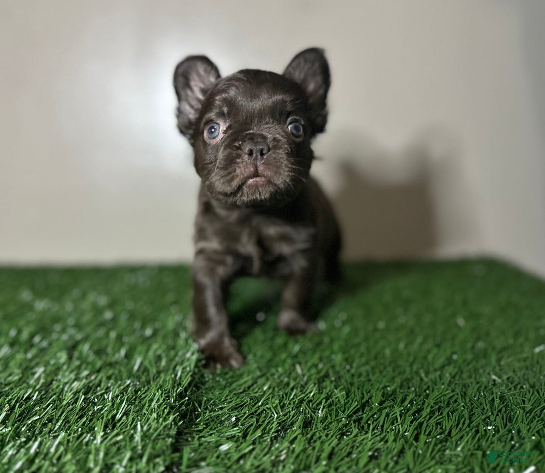 French Bulldog puppies for sale in Chicago Lancaster Puppies