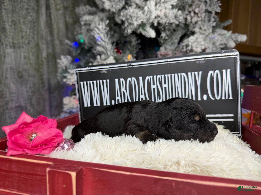 Miniature Dachshund dogs for sale: Black and tan/cr - Ad 4