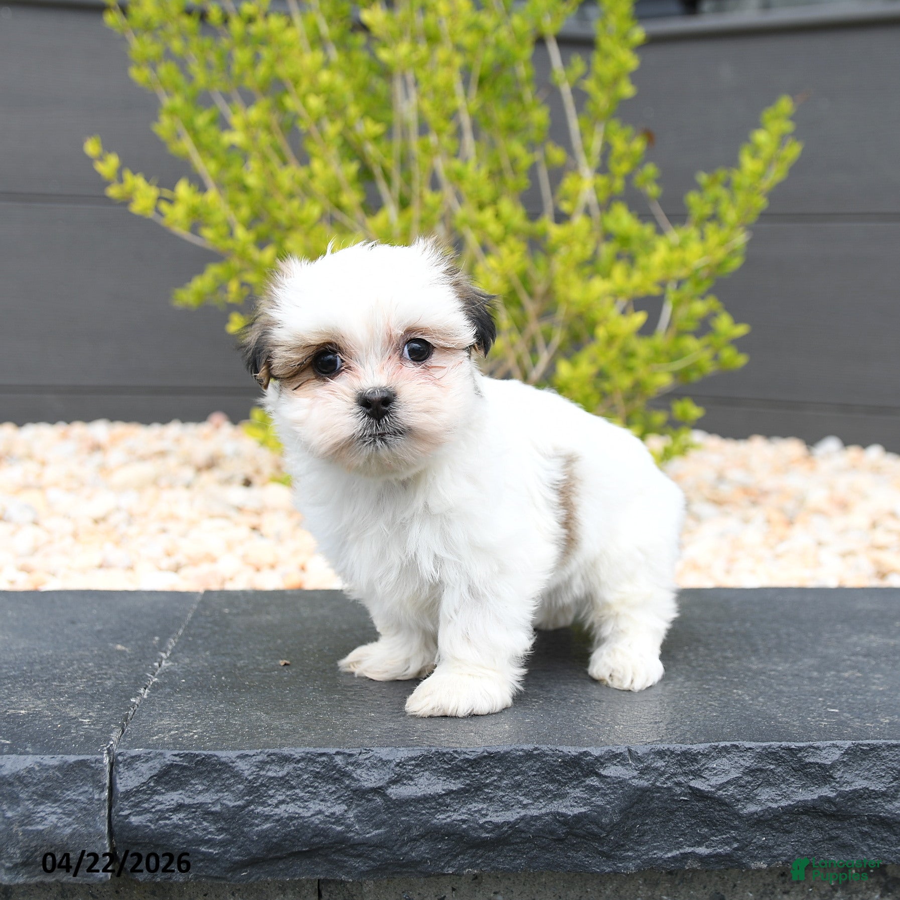 Mixed Breed dogs for sale: Candy - Ad 4
