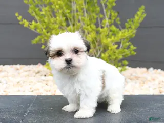 Mixed Breed dogs for sale: Candy - Ad 4