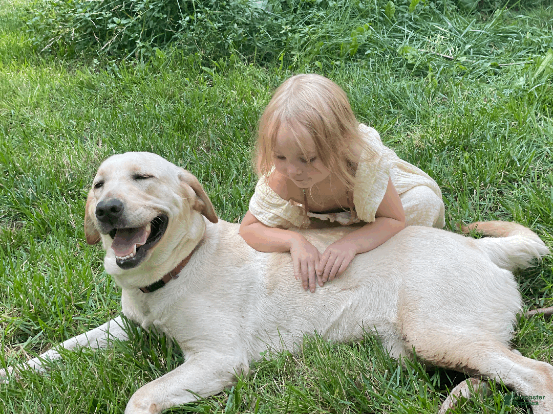 Labrador Retriever dogs for sale: Algonquin-red collar - Ad 19