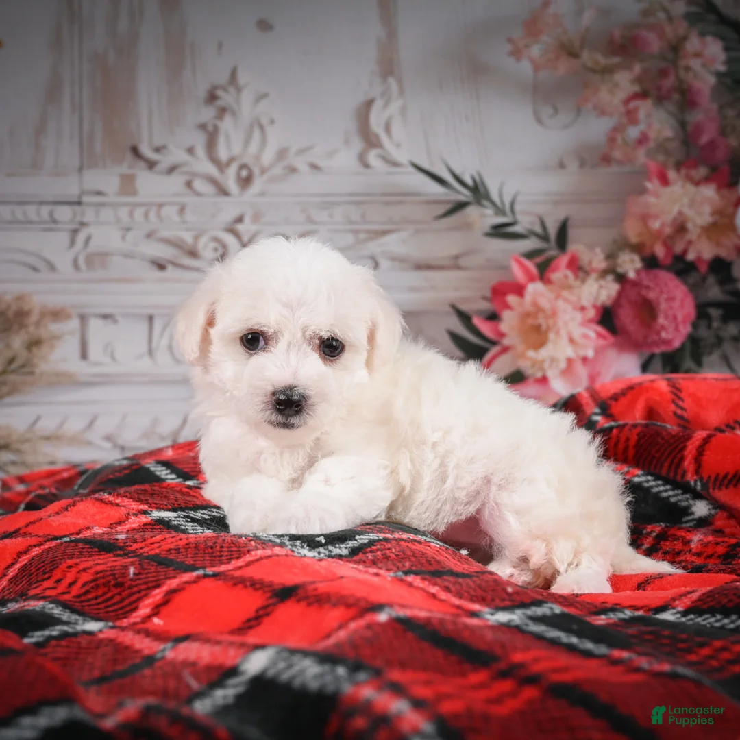 Bichon Frise dogs for sale: AKC-Mya - Ad 1
