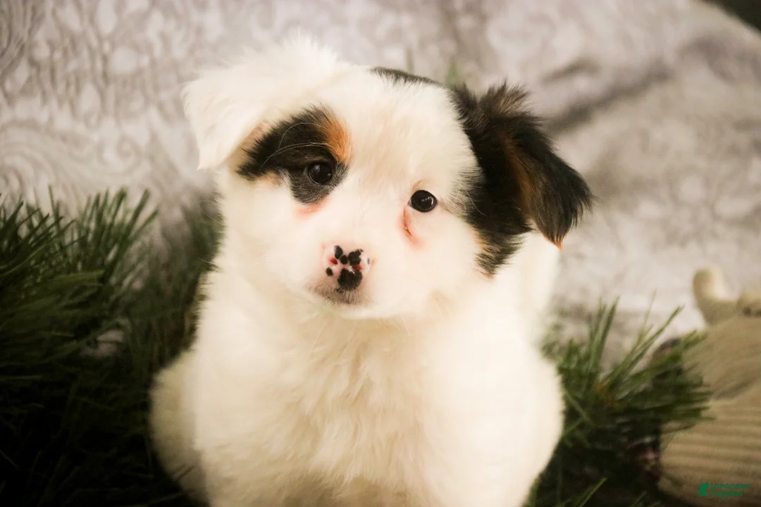 Mixed Breed dogs for sale: Barney - Ad 2