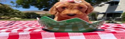 Goldendoodle dogs for sale: Blossom - Ad 3