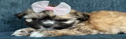 Shihpoo dogs for sale: Shihpoo 3 - Ad 3