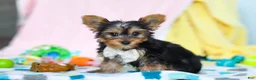 Yorkshire Terrier dogs for sale: Ollie - Ad 6