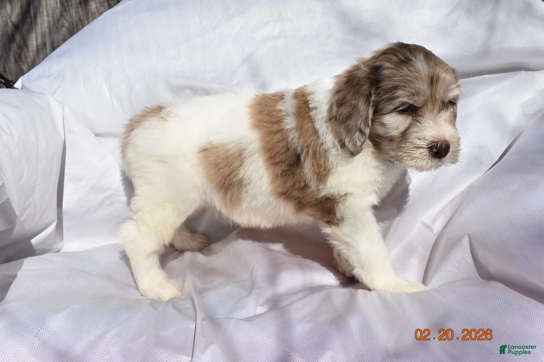 Newfypoo dogs for sale: Purple - Ad 3