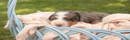 Bernedoodle dogs for sale: Everest Miniature Bernedoodle  - Ad 12