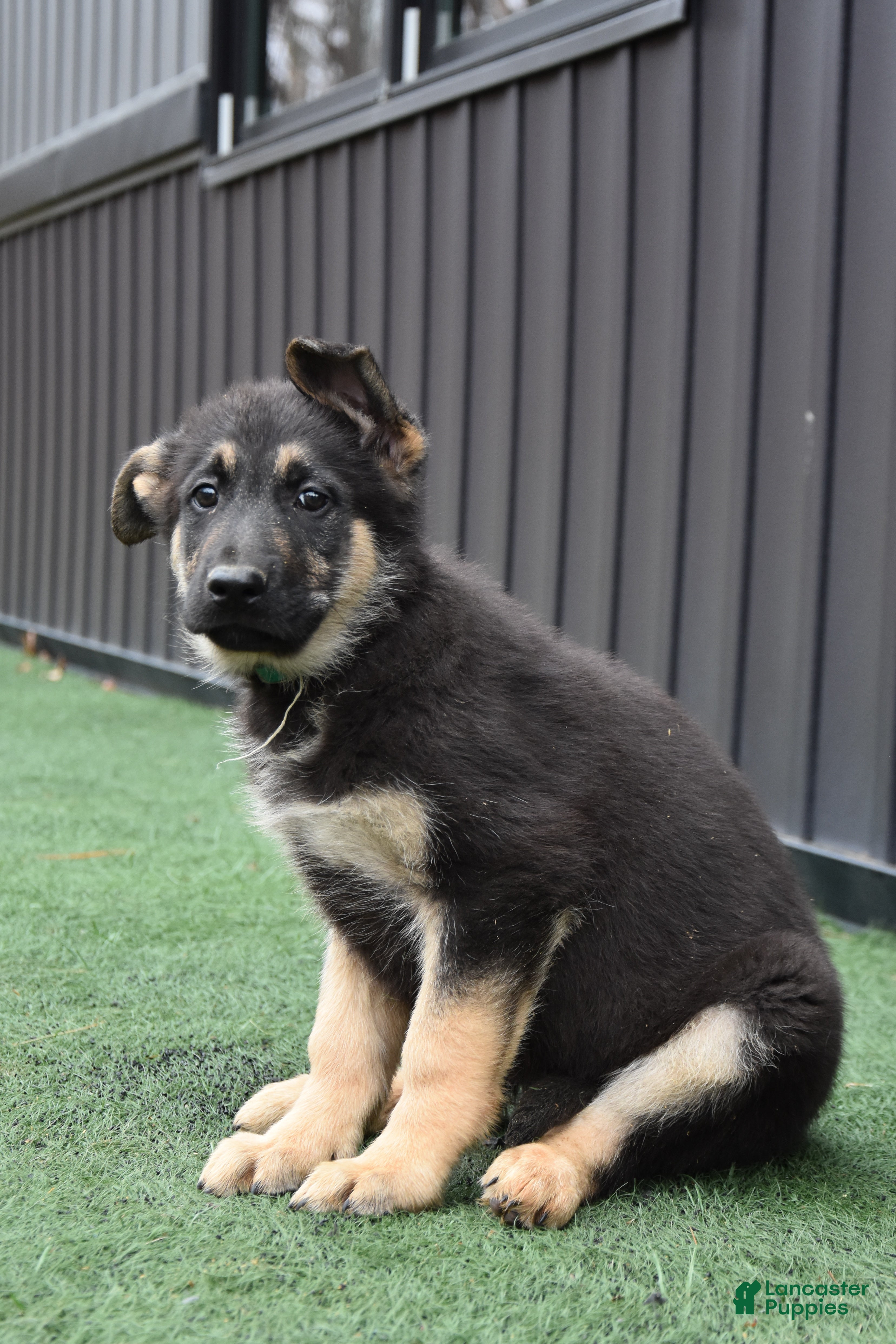 German Shepherd dogs Lincoln - Ad 13