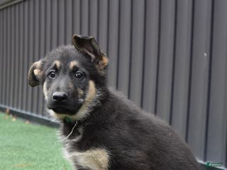 German Shepherd dogs Lincoln - Ad 14