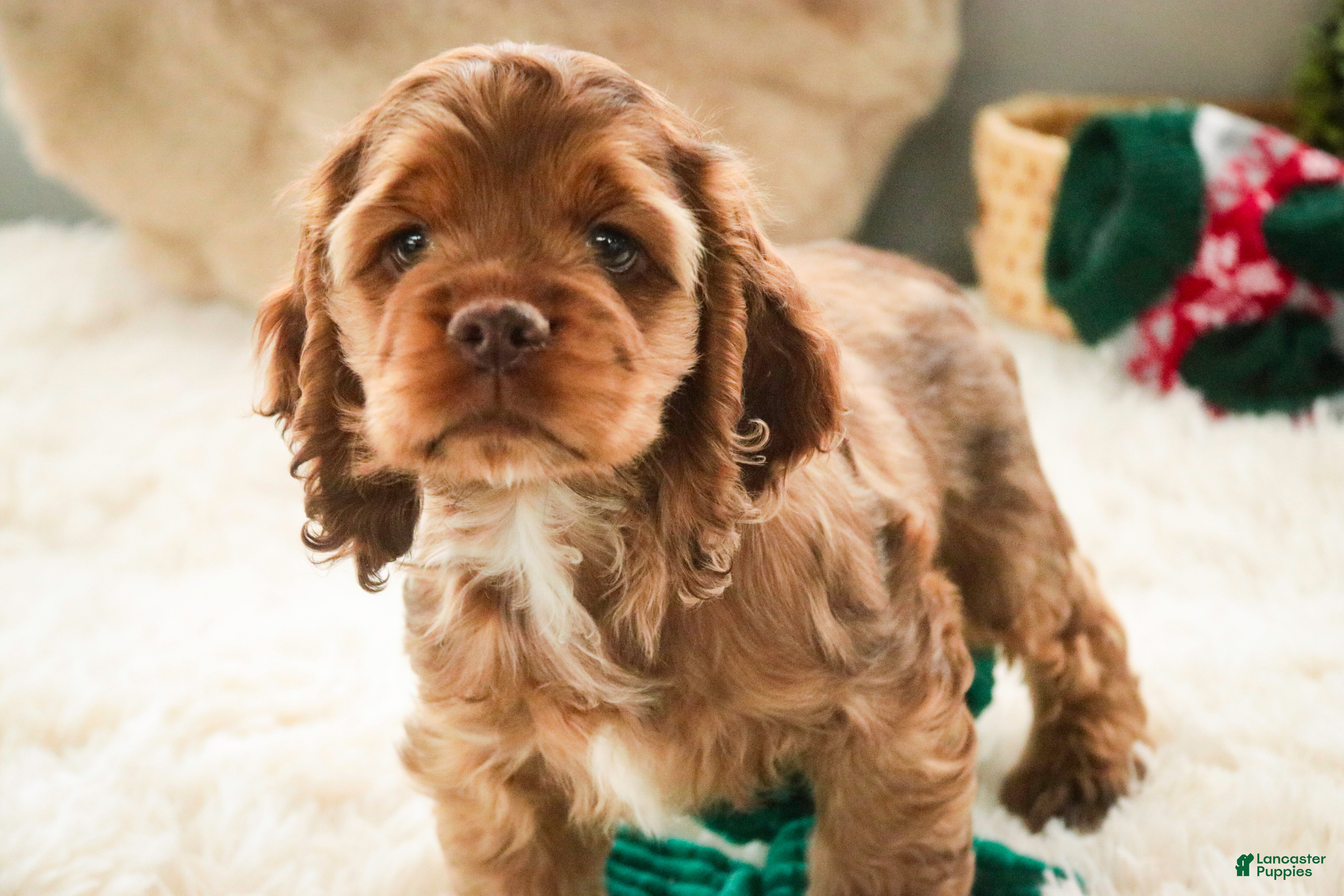 Cocker Spaniel dogs Avery - Ad 27