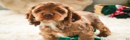 Cocker Spaniel dogs for sale: Avery - Ad 1