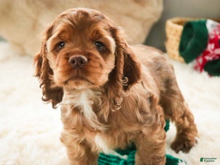 Cocker Spaniel dogs Avery - Ad 27