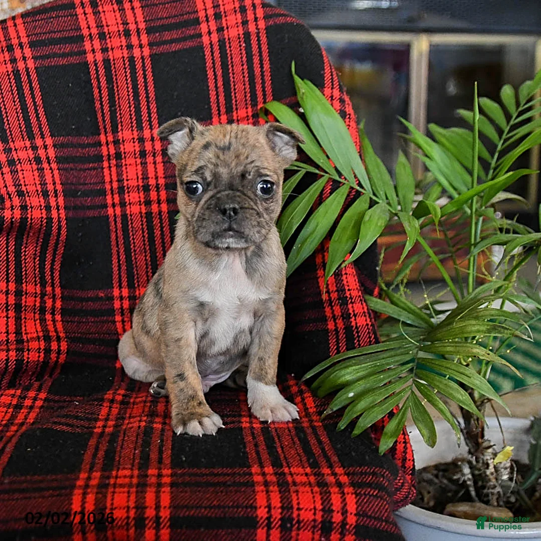 Mixed Breed dogs for sale: Archie - Ad 2