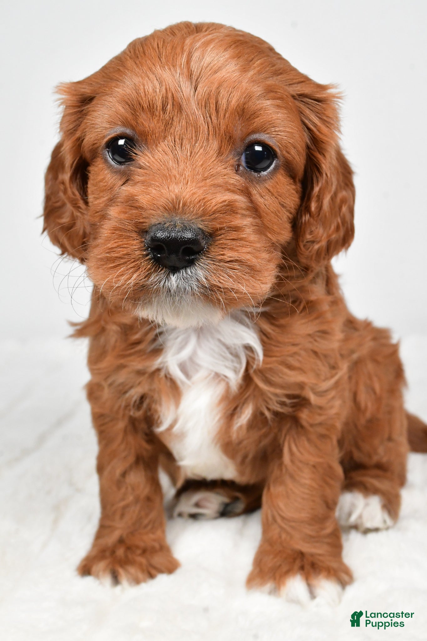 Cavapoo dogs Skittles - Ad 1