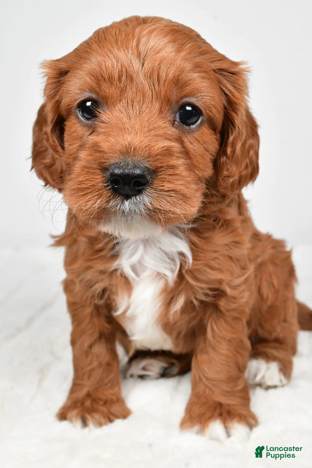Cavapoo dogs for sale: Skittles - Ad 1
