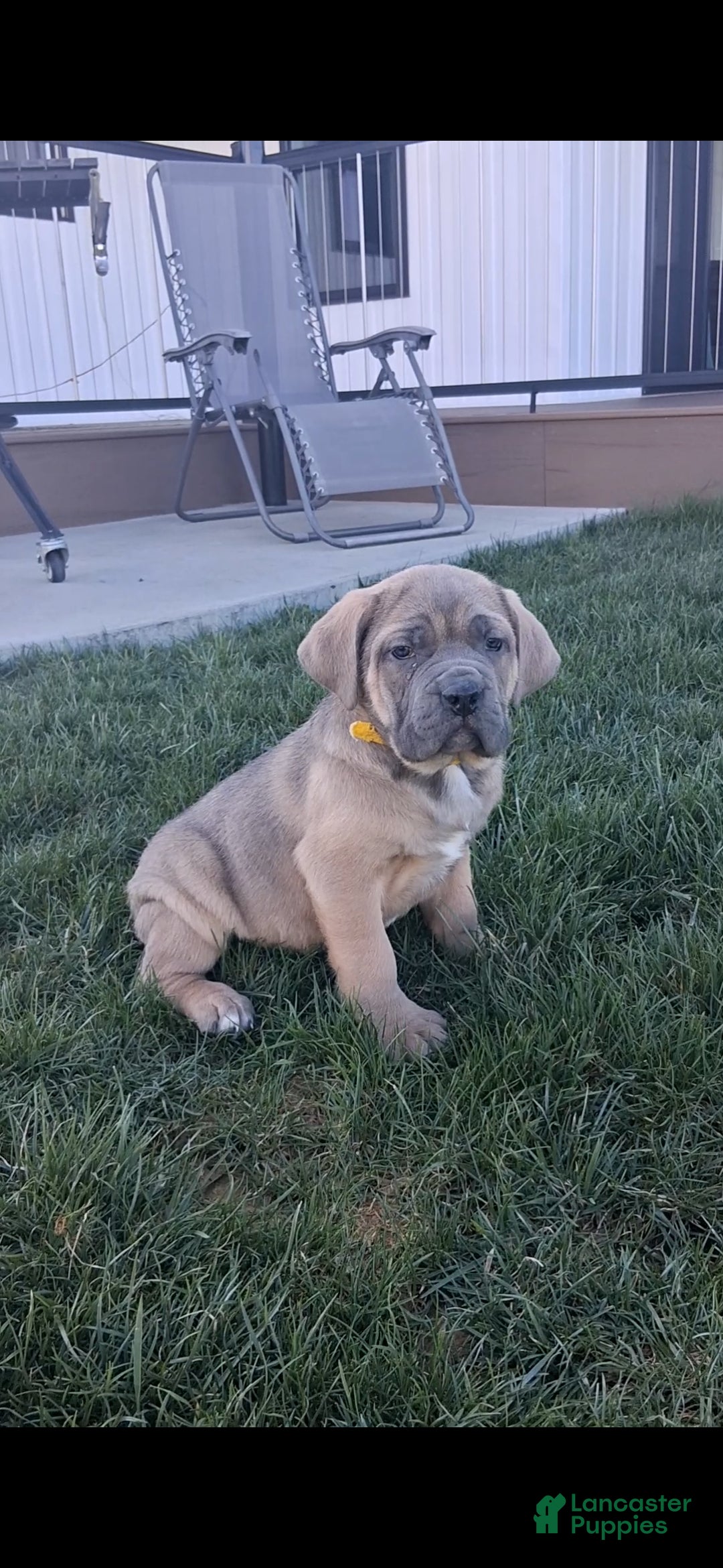Cane Corso dogs Brenda - Ad 1