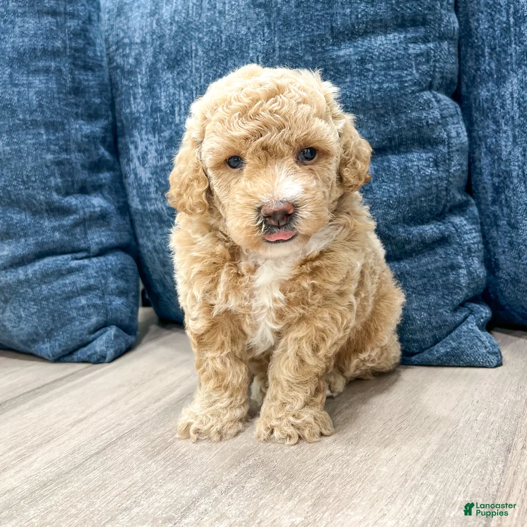 Bichpoo dogs for sale: Romeo - Ad 1
