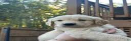 Golden Retriever dogs for sale: Red collar - Ad 2