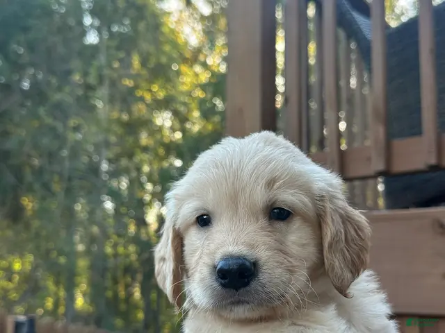 Golden Retriever dogs for sale: Red collar - Ad 2