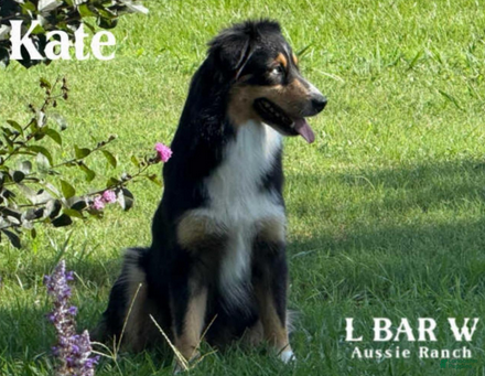 Miniature Australian Shepherd dogs Kate - Ad 14