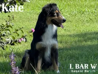 Miniature Australian Shepherd dogs Kate - Ad 1