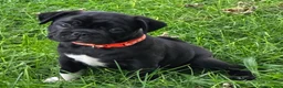 Mixed Breed dogs for sale: Zoey  - Ad 3