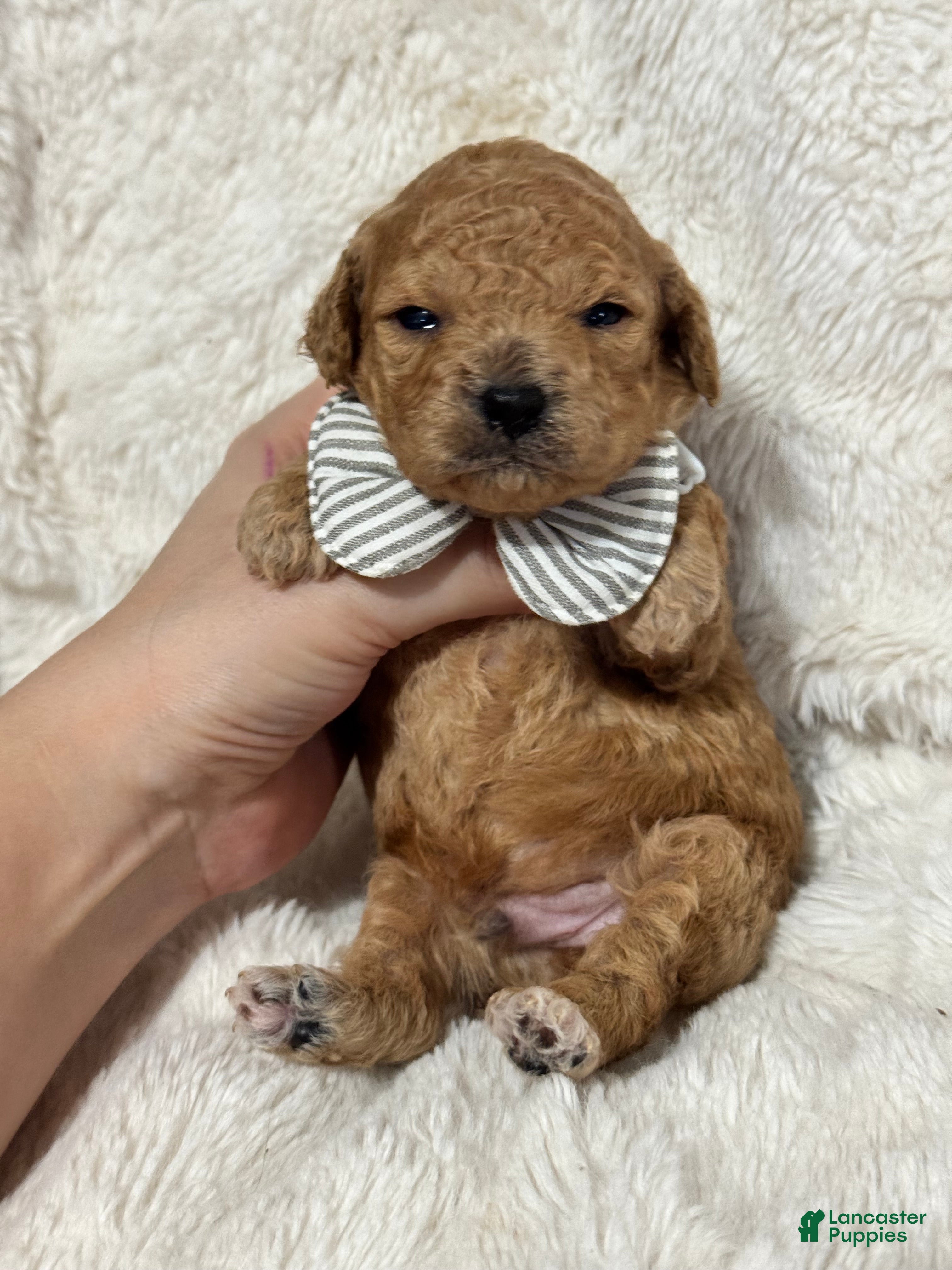 Toy Poodle dogs Asher - Ad 25