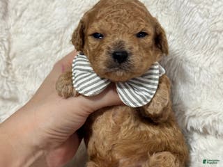 Toy Poodle dogs Asher - Ad 25