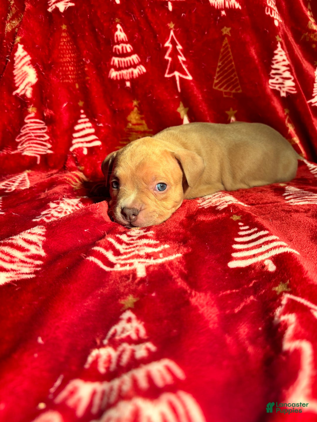 American Bully dogs for sale: American Bully Puppy 1 - Ad 3