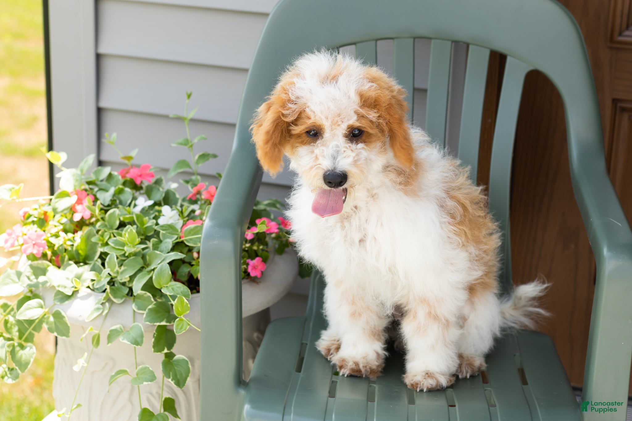 Mini Goldendoodle dogs for sale: Roscoe  - Ad 2