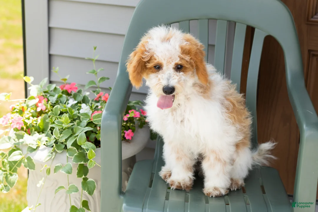Mini Goldendoodle dogs for sale: Roscoe  - Ad 1
