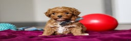 Cavapoo dogs for sale: Izzy - Ad 7